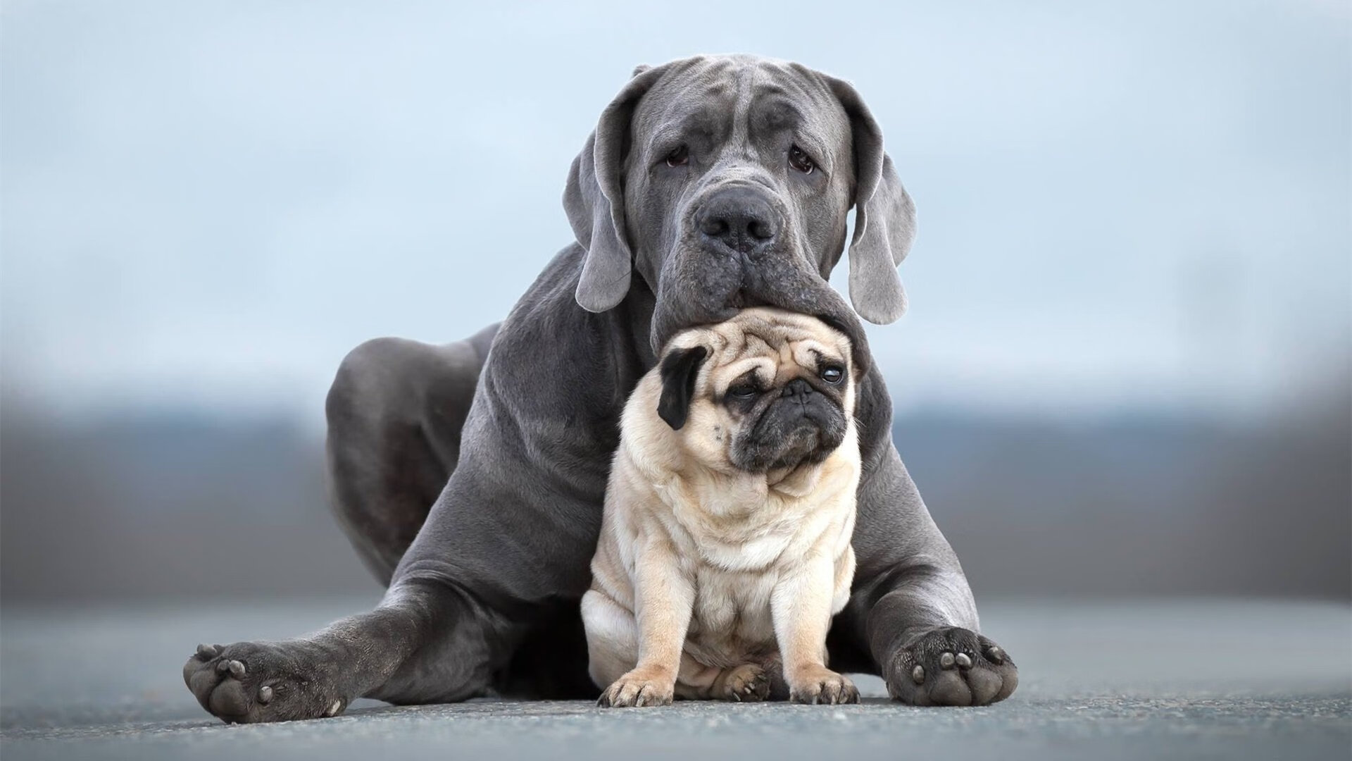 Chinese Taipei亮眼表现,2024混合团体世界杯引关注