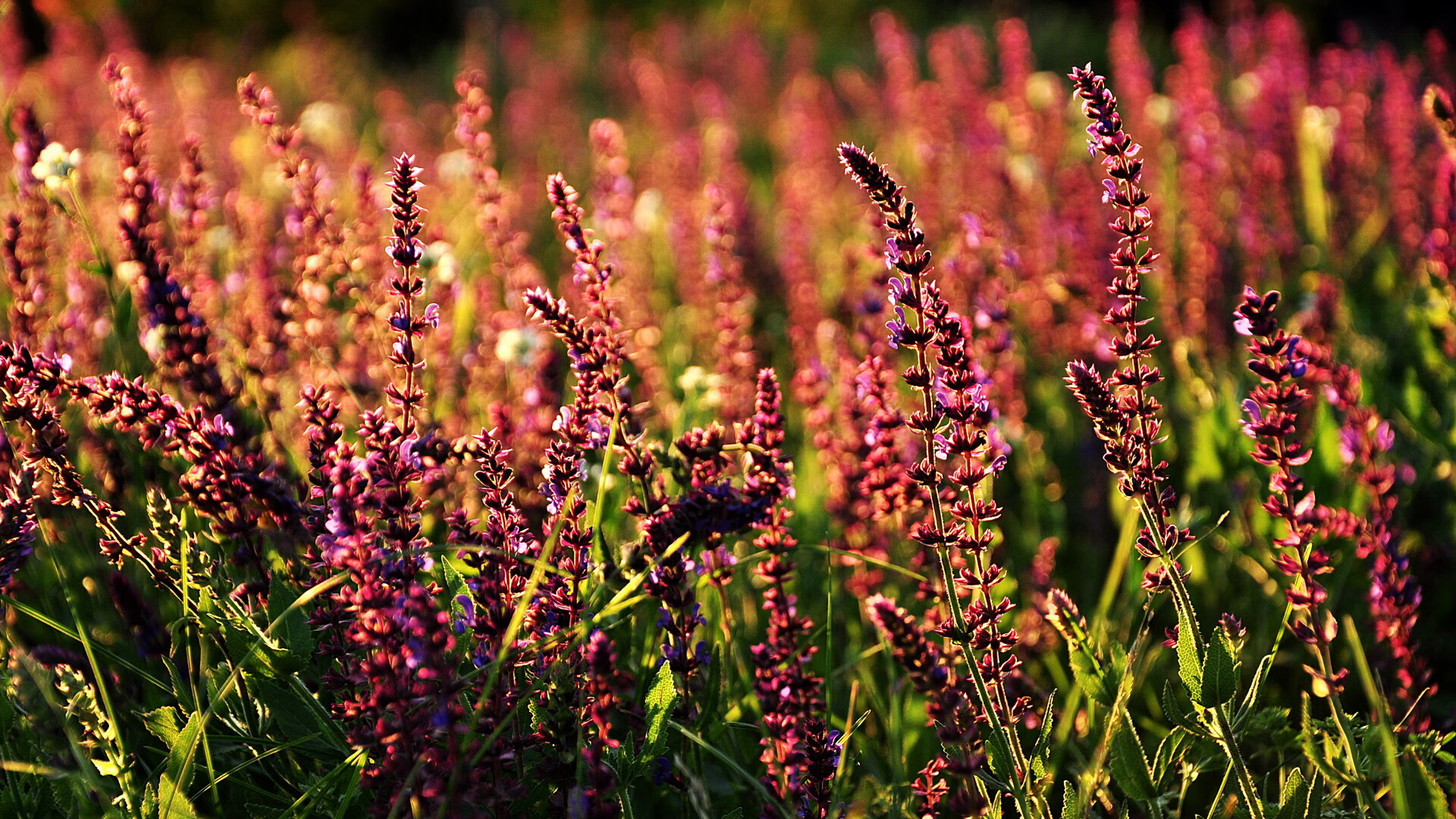 万名志愿者上线,“世运通”智慧服务保障赛事