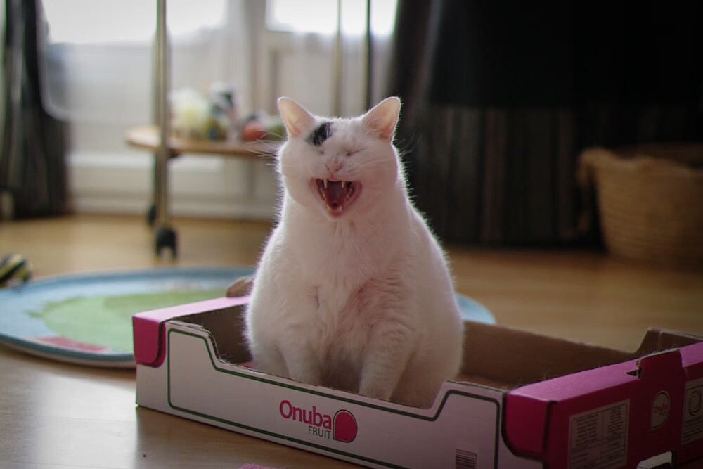 万名志愿者上线,“世运通”智慧服务保障赛事