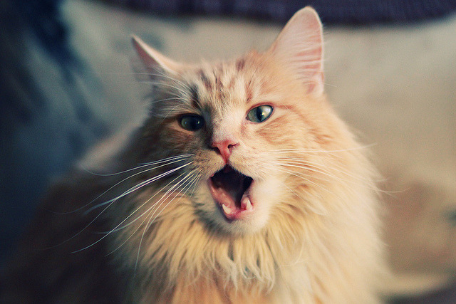 布莱顿控球率持续攀升掌控主动权，布莱顿足球俱乐部球星