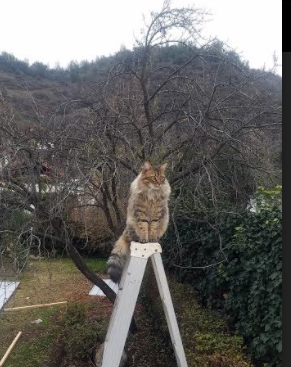 校园篮球普及范围为何南北差异明显,校园篮球现状