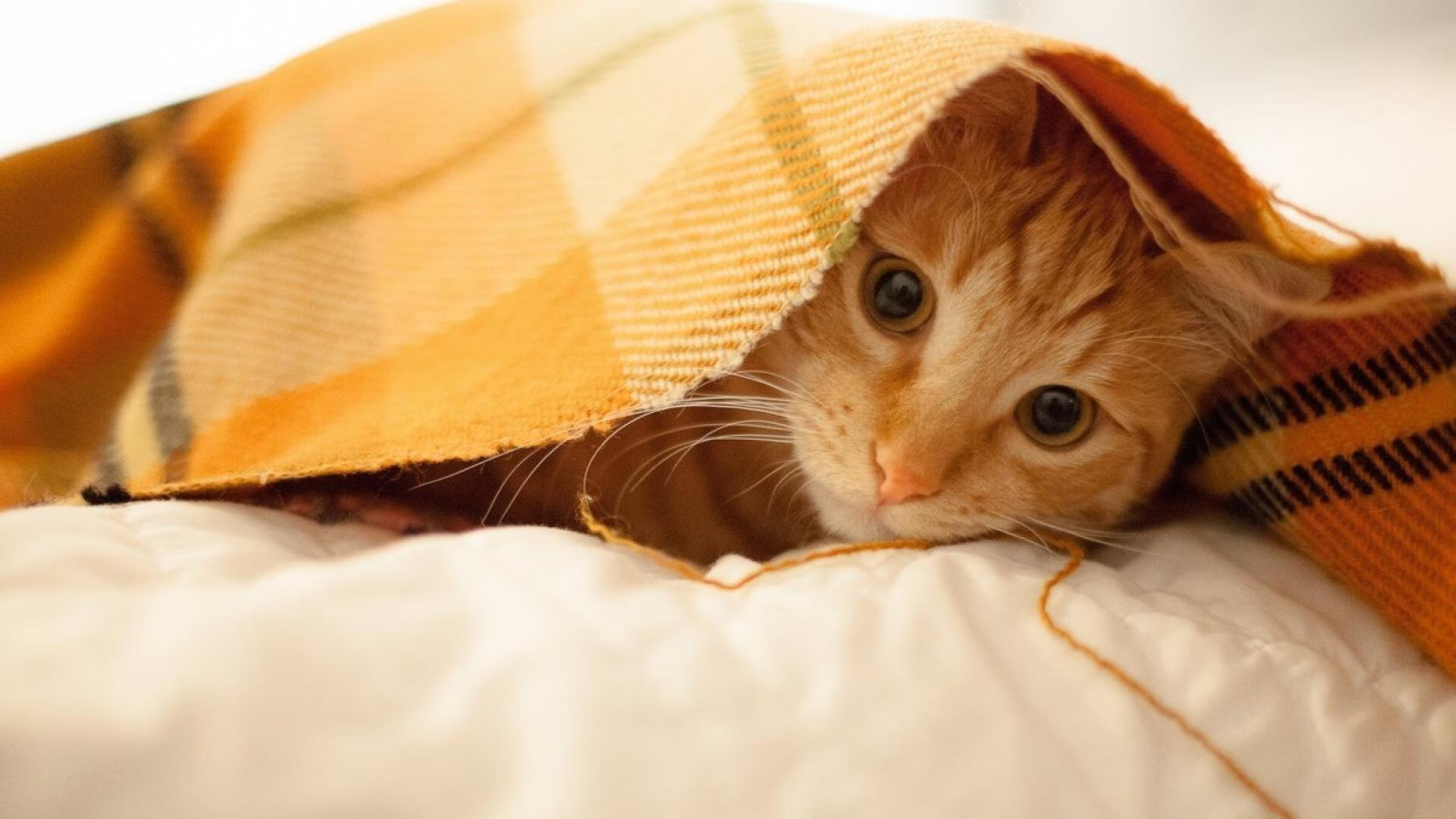 美国队赛制分析:团体赛制如何帮助提升团队配合与默契,美国队内对抗赛