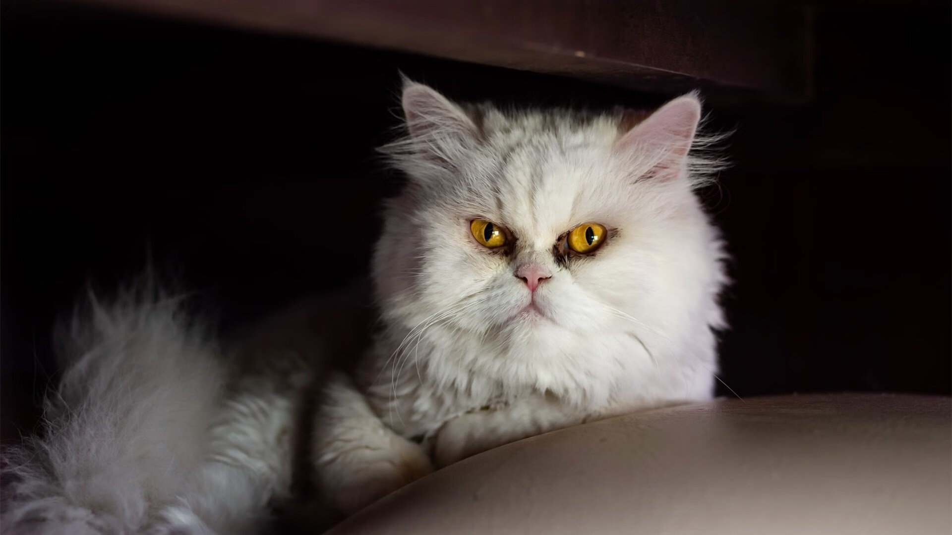 中国足球职业联赛奖金分配机制调整，中国业余足球比赛最高奖金