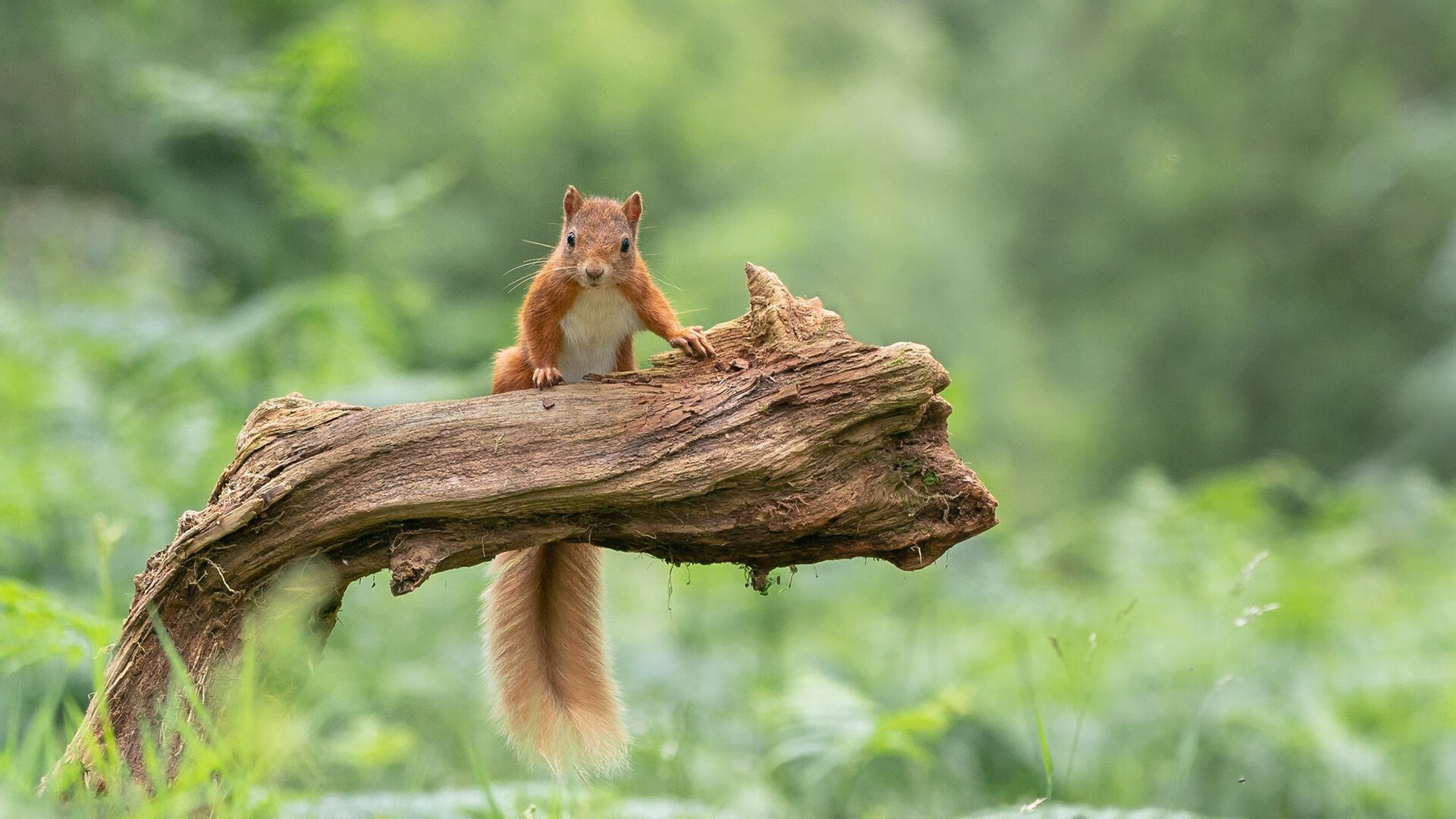 中甲俱乐部搭建技战术数据库辅助教练科学布阵